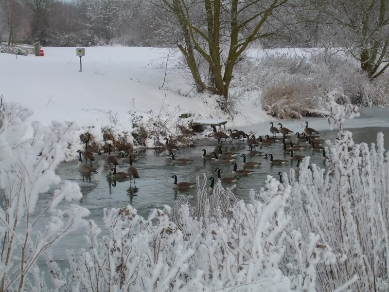 geese-1.jpg