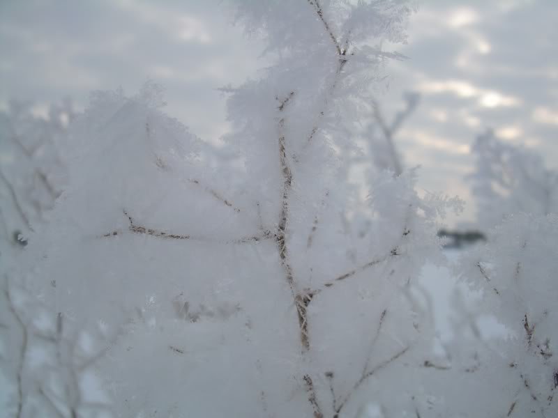 snowytwig-1.jpg