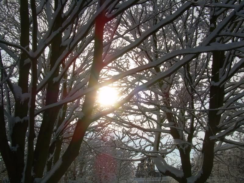 sunthroughthetrees-1.jpg