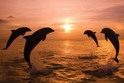 MaxiPostersDolphinsatDawn331335-1.jpg