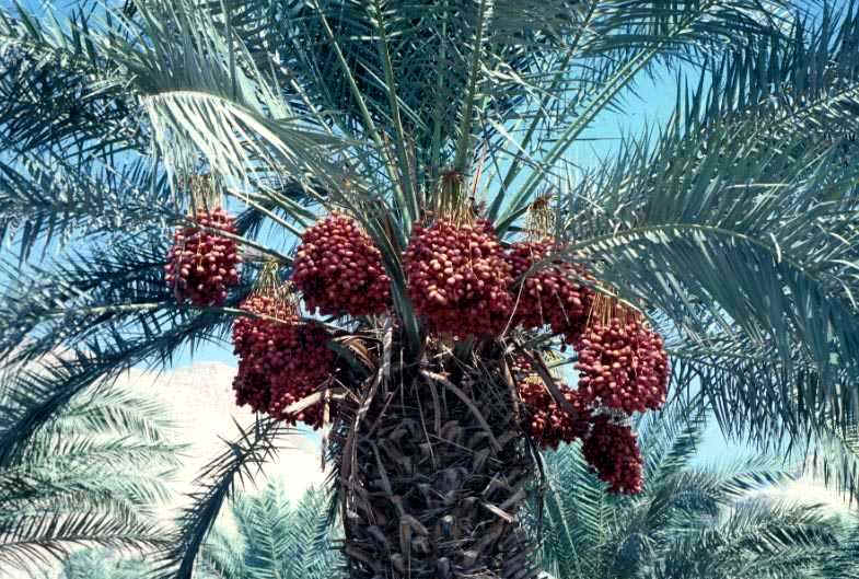 True Date Palm 13 1 - Easy Dhikr which is light on the tongue but heavy on the scales!