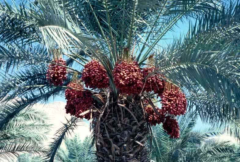True_Date_Palm_13-1.jpg