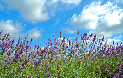 WildHeatherwalp 1 - Easy Dhikr which is light on the tongue but heavy on the scales!