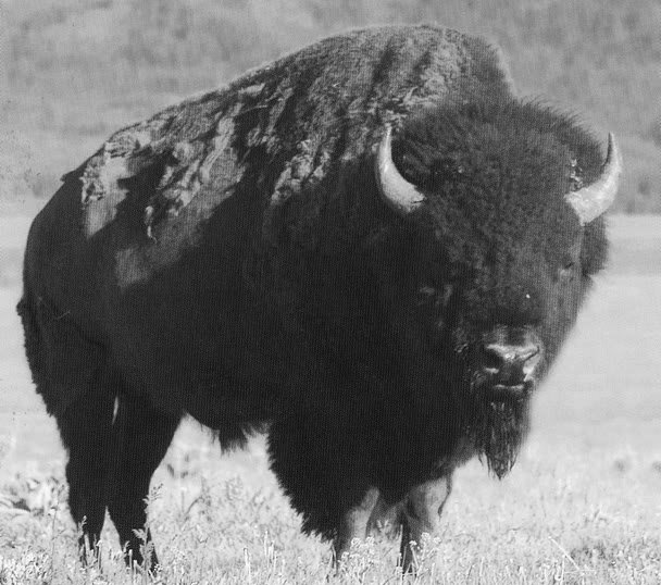 bison-1.jpg