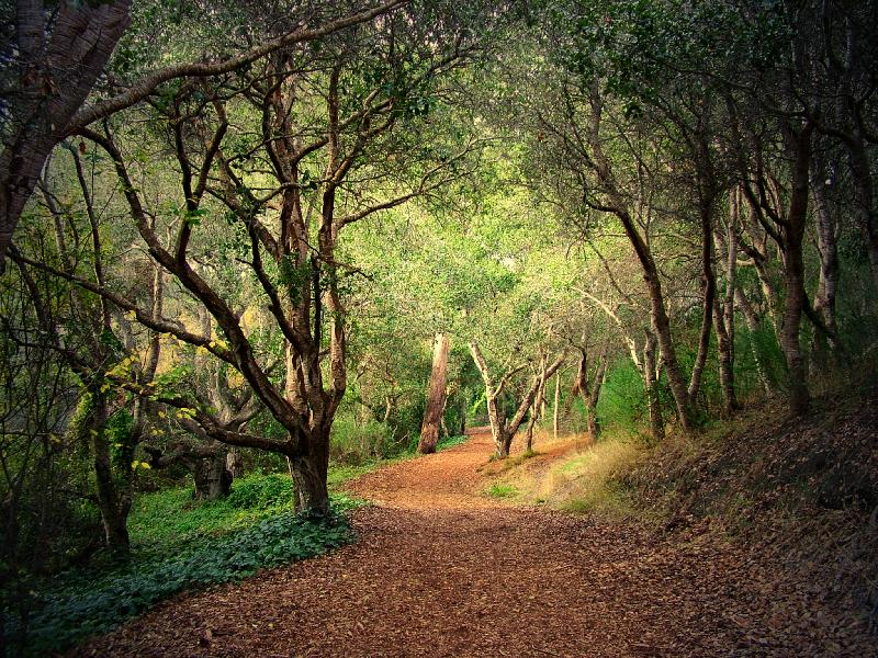 mysticalforest-1.jpg