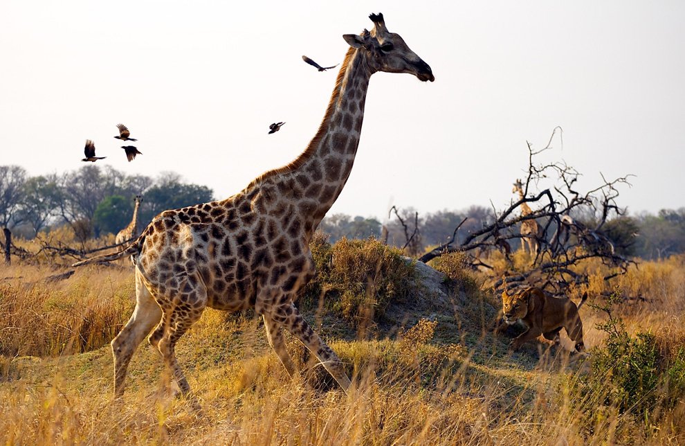 n01 alextan 1 - National Geographic's Photography Contest 2010.