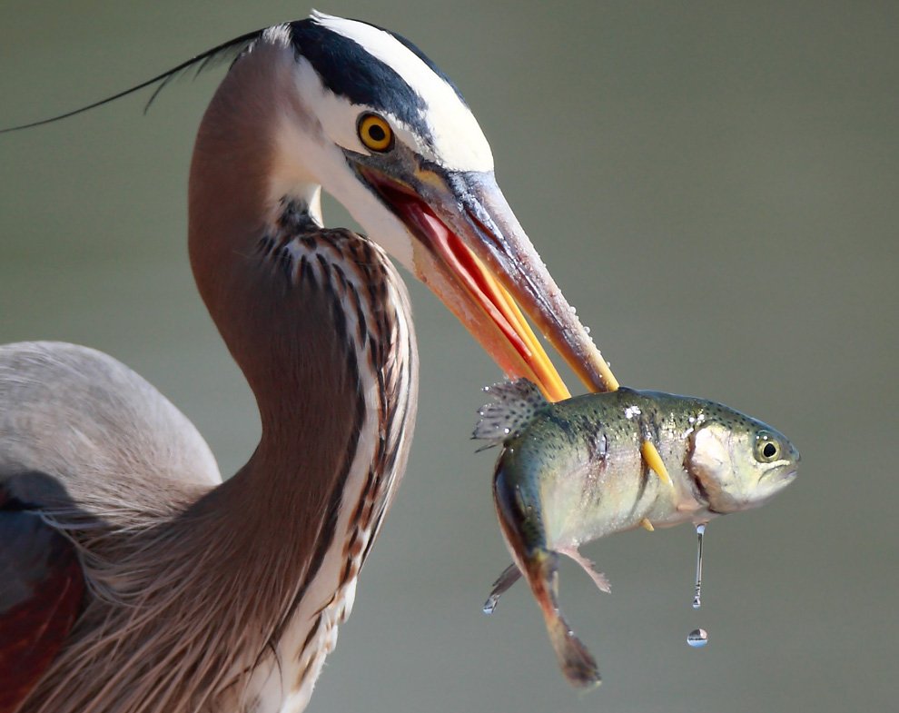 n39 linhdinh 1 - National Geographic's Photography Contest 2010.