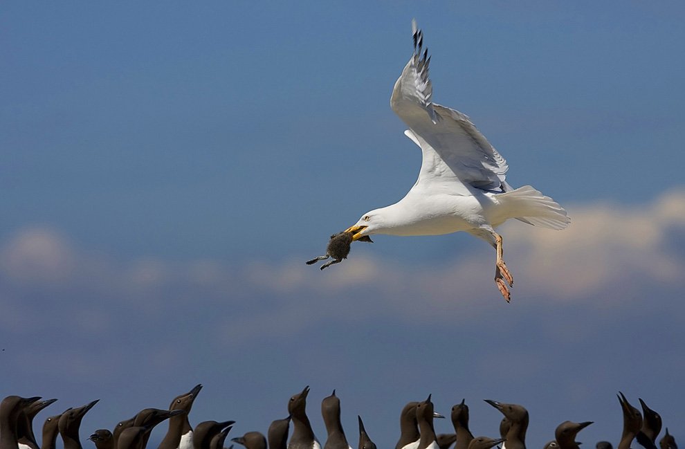 n43 ronmccombe 1 - National Geographic's Photography Contest 2010.