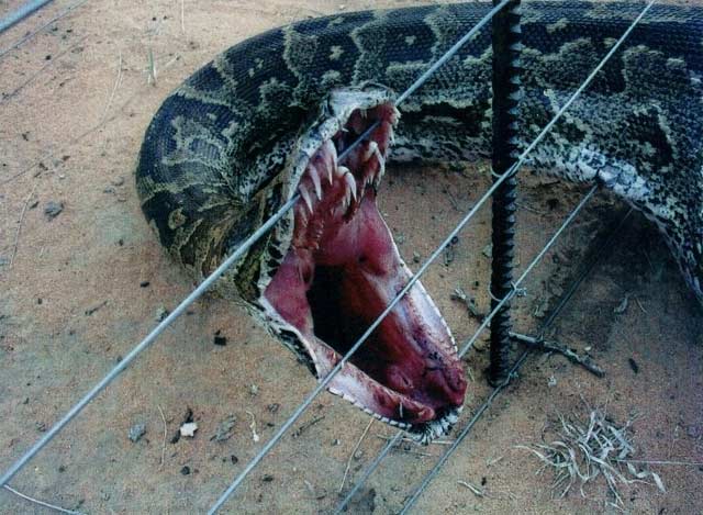 snakeimg00-1.jpg