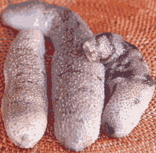 teripang-1.gif