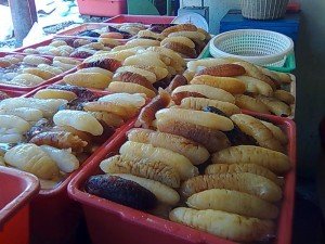 teripang300x225-1.jpg