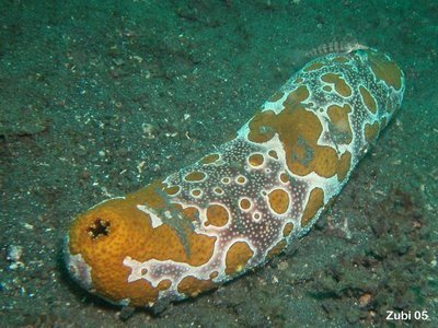 teripanglaut-1.jpg