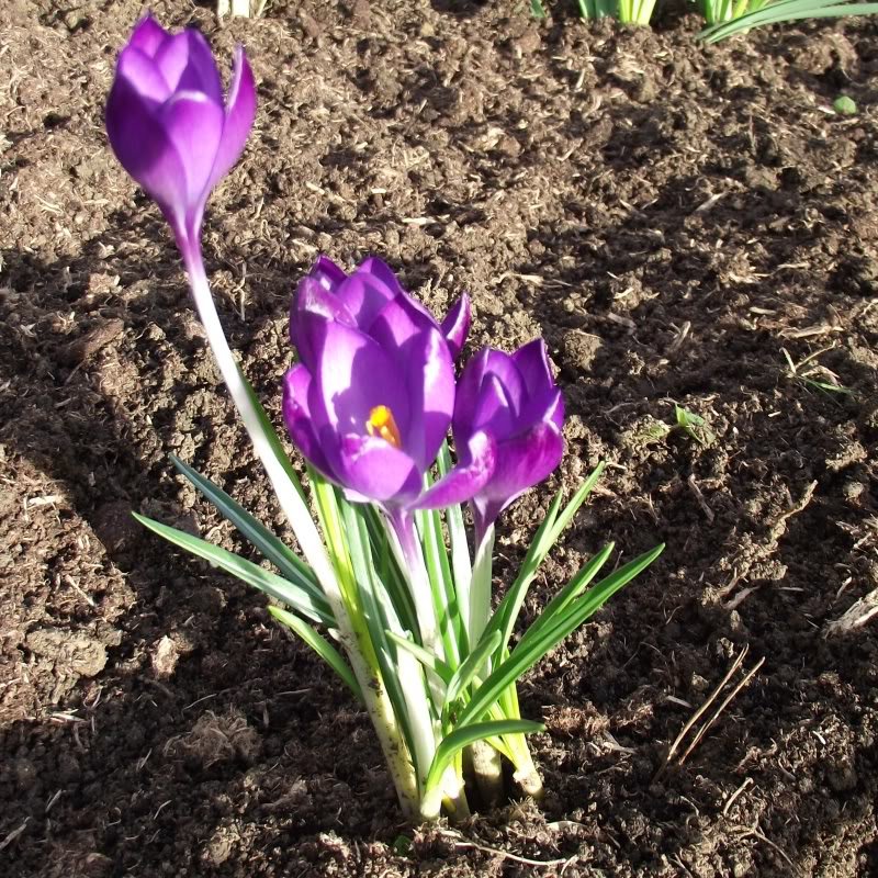 2011_0224crocus-1.jpg