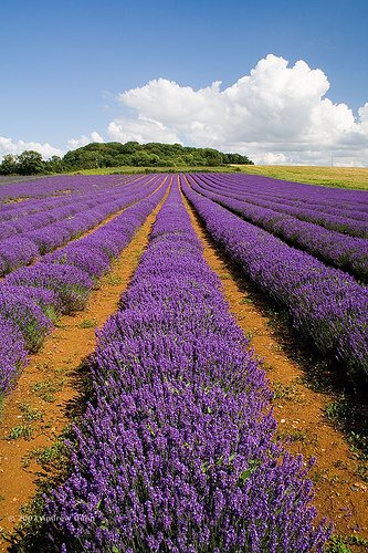 875158728 a7f71fb337 1 - Lavander Farm.