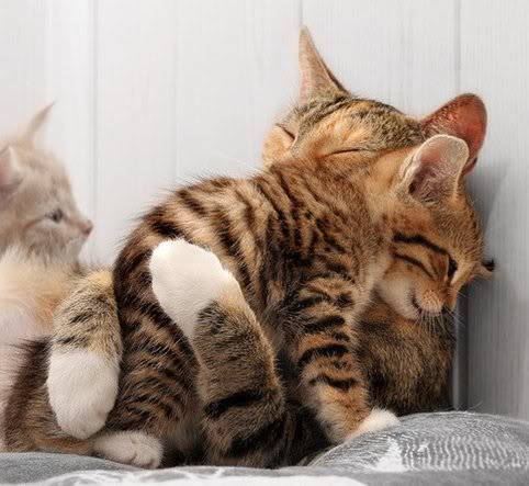 Cute_Animals_with_Moms_04-1.jpg