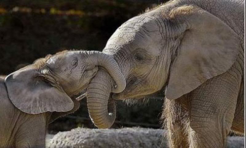 a05animalmothers-1.jpg
