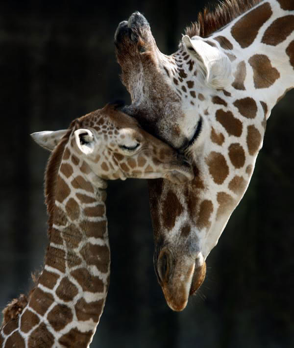 animal_mother_baby2012-1.jpg