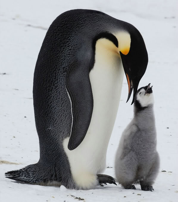 animal_mother_baby2021-1.jpg