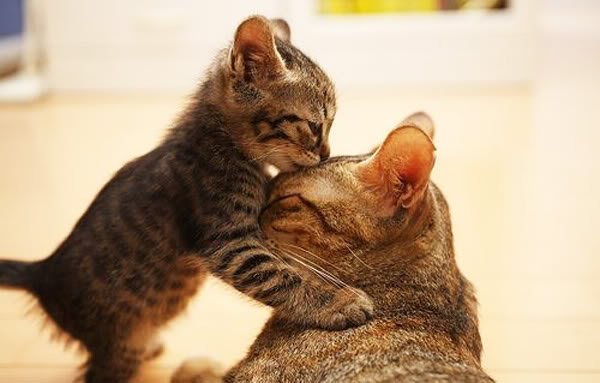 animal_mother_baby6-1.jpg