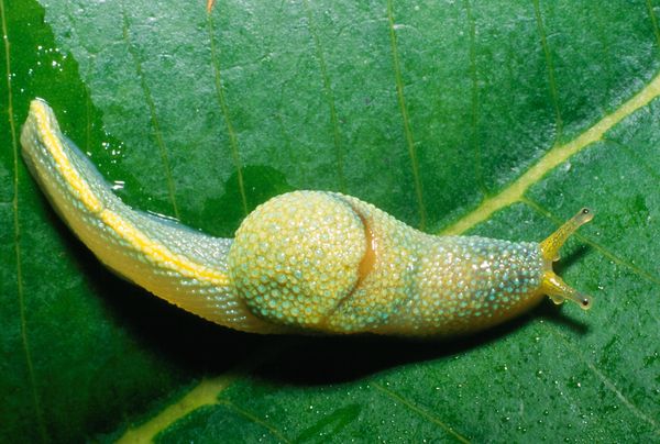 borneoninjaslug 19337 600x450 1 - National Geographic's Ten Weirdest New Animals of 2010