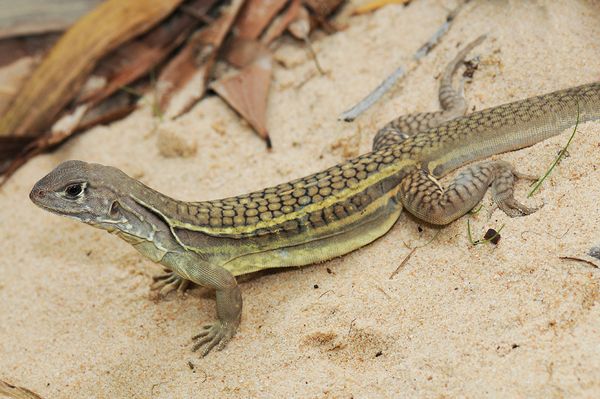 cloninglizardeaten 28416 600x450 1 - National Geographic's Ten Weirdest New Animals of 2010