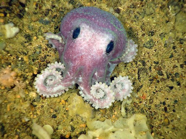 newfoundlanddeepseaspeciesoctopus_23992_-1.jpg