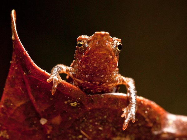 newfrogscolombiasimpsonstoad_28923_600x4-1.jpg