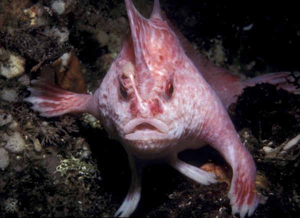 newhandfishspeciespink 20881 600x450 1 - National Geographic's Ten Weirdest New Animals of 2010