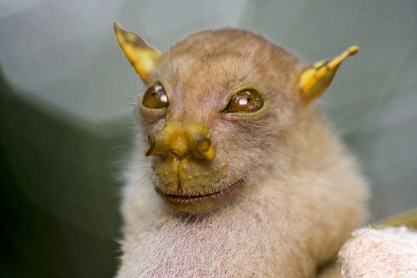papuanewguineanewspeciesbat_27185_600x45-1.jpg