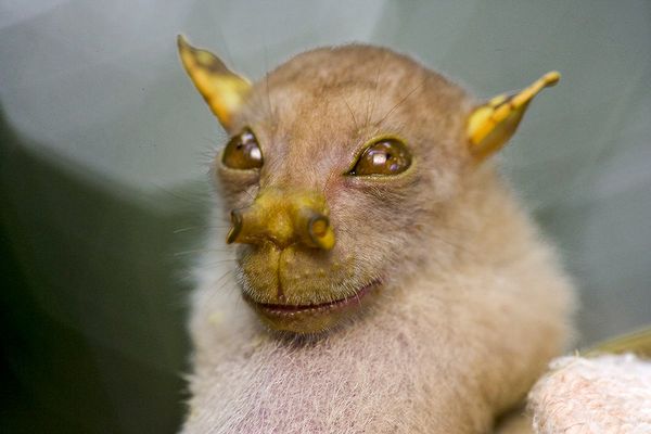 papuanewguineanewspeciesbat 27185 600x45 1 - National Geographic's Ten Weirdest New Animals of 2010