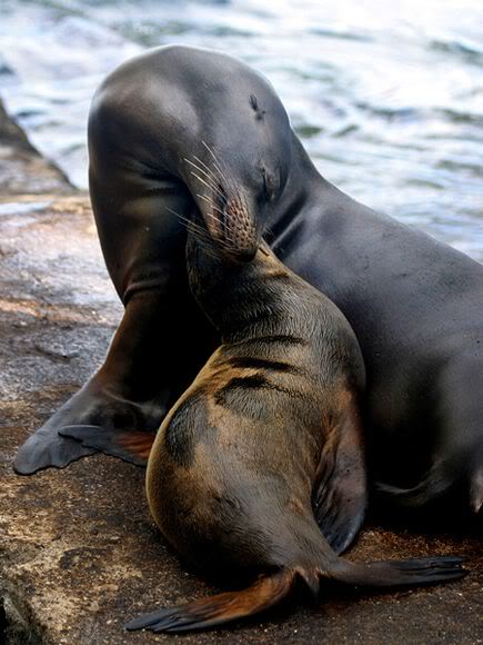 sealpupnuzzle_19894_600x450-1.jpg