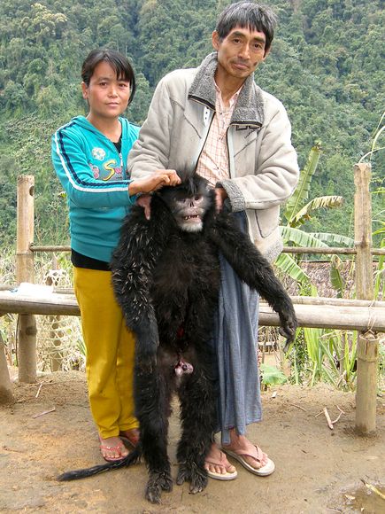 snubnosedsneezingmonkeyfoundeaten_27911_-1.jpg