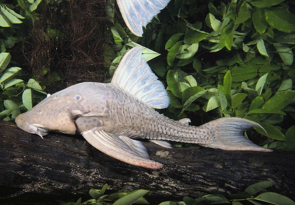 woodeatingarmoredcatfishlog 26196 600x45 1 - National Geographic's Ten Weirdest New Animals of 2010