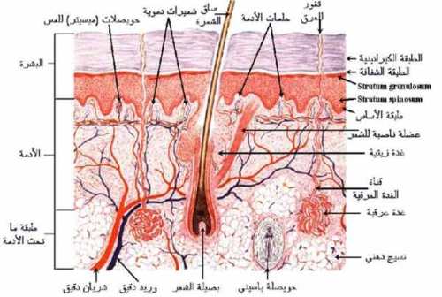 6569 1 - وفي أنفسـكم أفــلا تبصــرون الجلــد