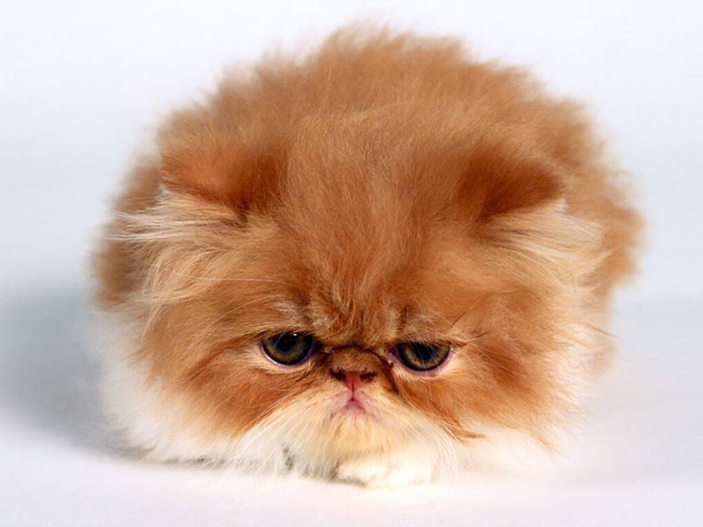 Persian_Cat-1.jpg