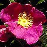 Rrugosaflower-2.jpg