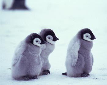 babypenguin-1.jpg