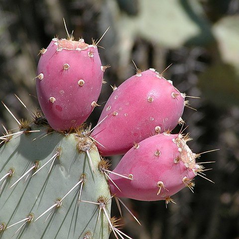 med_PricklyPearFruit-1.jpg