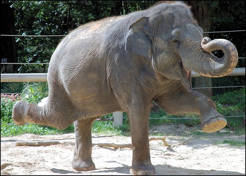 dancingelephant-1.jpg