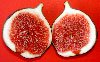 figs-1.jpg