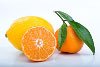 lemon-1.jpg