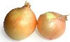 onions-1.jpg