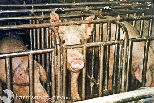 pig gestation crates 1 - (Farm to Fridge) Stuff they dont want u to know!