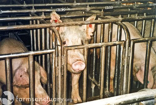 pig_gestation_crates-1.jpg