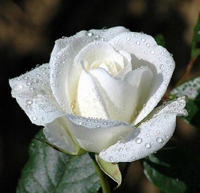 whiterose1-1.jpg