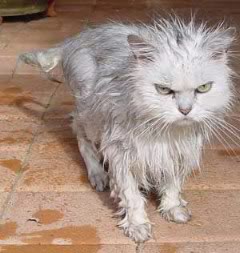 TheCat-1.jpg