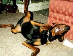 TheDog-1.jpg