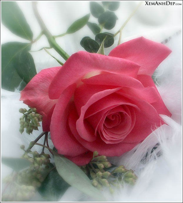 beautiful rose05 1 - Beautiful Quotes, Proverbs, Sayings