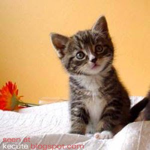 cutecatkitty 1 - What according to you would be the most beautiful thing in all of creation?