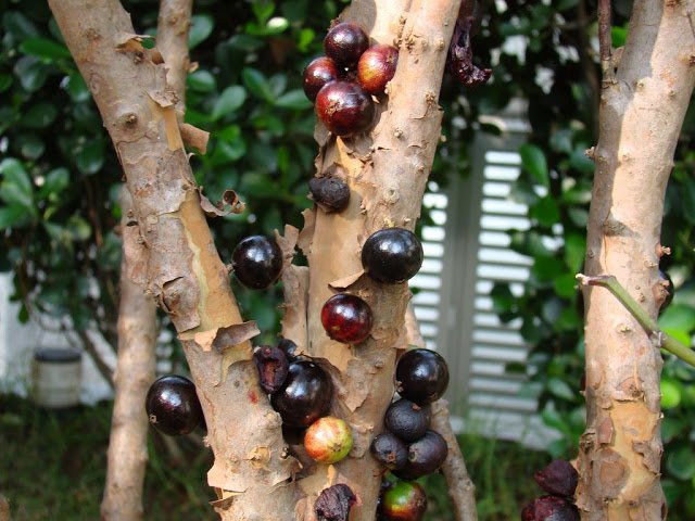 1 1 - Jabuticaba  The Tree that Fruits on its Trunk.